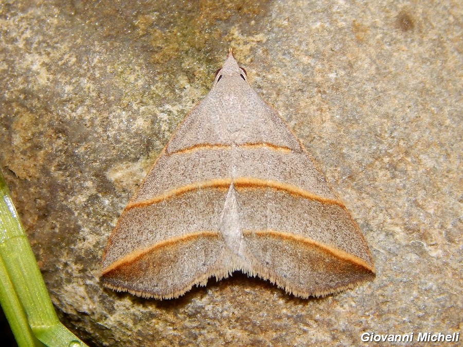 Colobochila salicalis